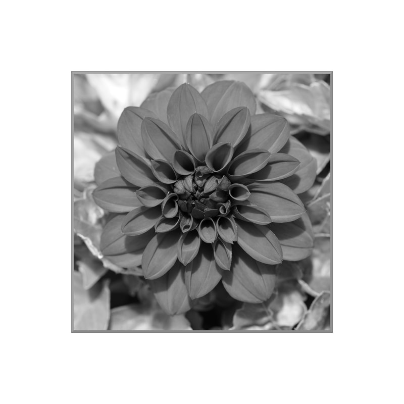 Red Dahlia - not a perfect bloom but beautiful!
[More Black and White Flower Photography]