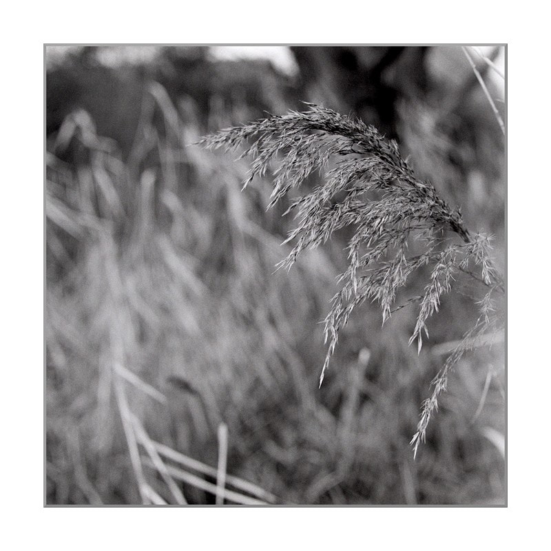 One stalk of grass remains standing just with it seed still intact.
Fomapan 100 Classic in FX55