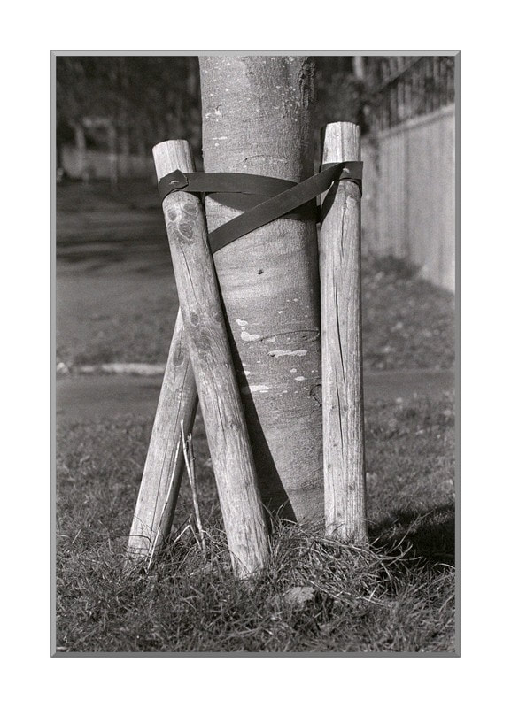 Taken in Ascombe Park on Ilford Pan 400 and developed in FX55. A black and white photograph of a young tree being supported by three cut log stays, almost in saltire, bound by dark rubber banding.